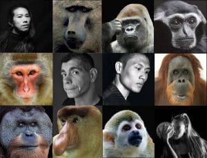 primates, rainforest fringe festival