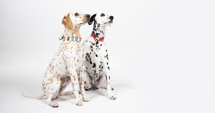 Stylish Pet Accessories